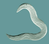C. elegans triangle worm labs north carolina